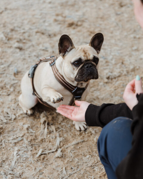 Dog training